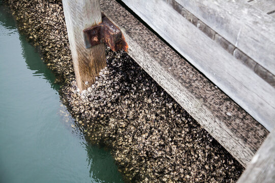 Oysters clinging to wooden wharf in Newcastle river mouth