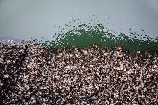 Oyster shells covering wharf beside green water