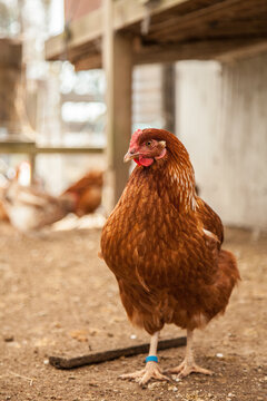 Portrait of an Isa brown laying hen in the chook yard