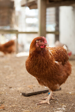 Portrait of an Isa brown laying hen in the chook yard