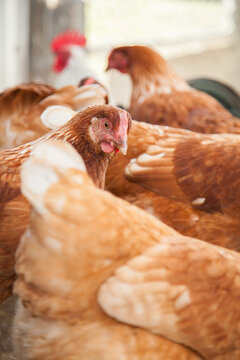 Group of isa brown laying hens