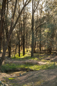 Sunlight shining through casuarina trees by a creek