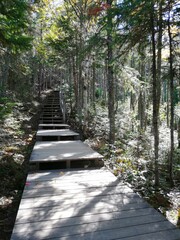 Fototapeta na wymiar Wooden stairs to the top of the mountain in the forest