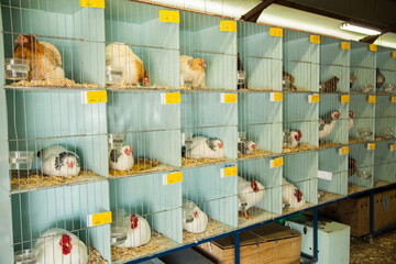 Chooks in pens at local show poultry competition