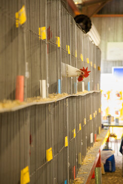 Chook with head outside cage at the poultry competition