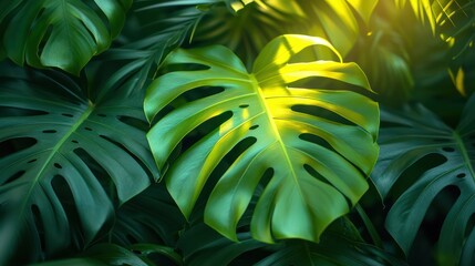 Lush green tropical leaves bathed in sunlight