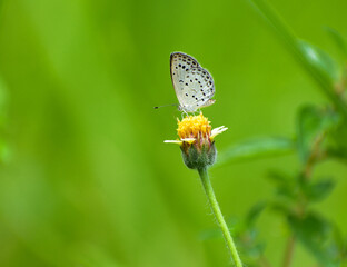 butterfly on a flower
