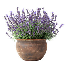 lavender flower in vase on transparent background