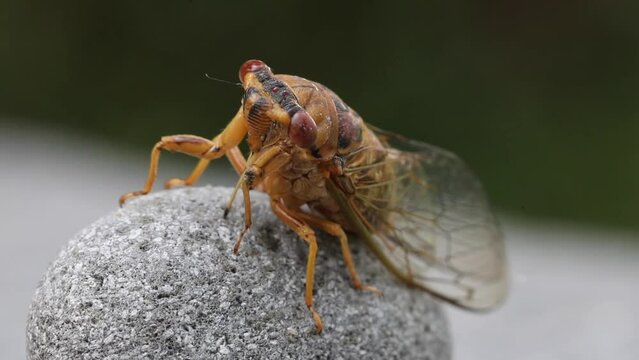 Close-up image of cicada. It is part of Brood X 17-year cicadas 