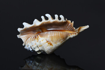 Obraz premium seashell on black