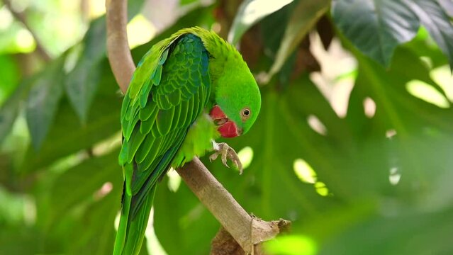 Vernal Hanging Parrot on a tree branch