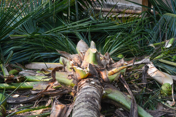 Coconut isolated. Coconut slice and piece with leaves on white background. Broken white coco flying. Composition. Full depth of field.
