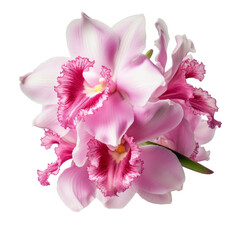 Fototapeta na wymiar Flower - Carnation Pink.tone. Cattleya Orchid: Mature charm