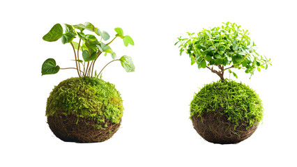 Kokedama traditional plant from Japan on a white background. PNG transparent.