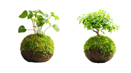Kokedama traditional plant from Japan on a white background. PNG transparent.