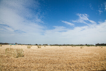 Paddock of rectangle oat straw bales in midday sunlight
