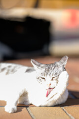 のんびり日向ぼっこする猫
