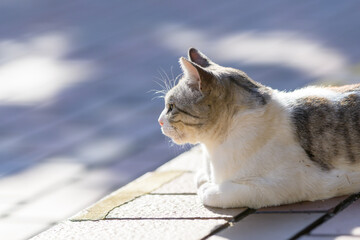 のんびり日向ぼっこする猫
