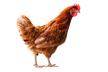 Chicken, Full body of brown chicken hen standing isolated transparent background, Laying hens farmers concept. PNG File