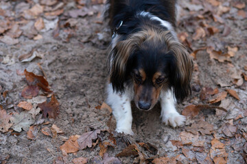a small shaggy dog digs the ground in the park