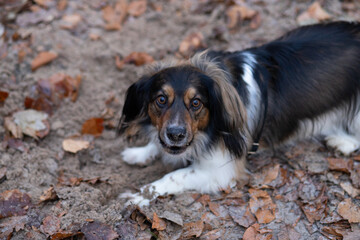 A mongrel domestic medium-sized multi-colored dog with long shaggy ears plays in the autumn park