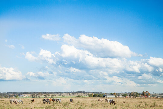 Herd of Appaloosa horses grazing in a paddock with a big sky