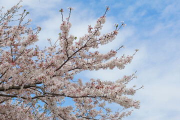 Japanese cherry blossoms are blooming