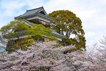 View of Japanese cherry blossoms blooming at Kumamoto Castle