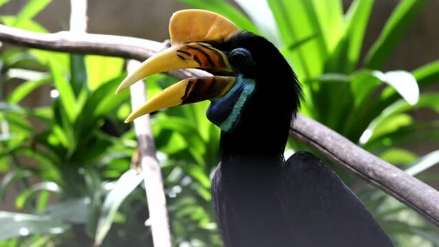 Knobbed Hornbill is a colourful hornbill native to Indonesia. Faunal symbol of South Sulawesi province. Rhyticeros cassidix