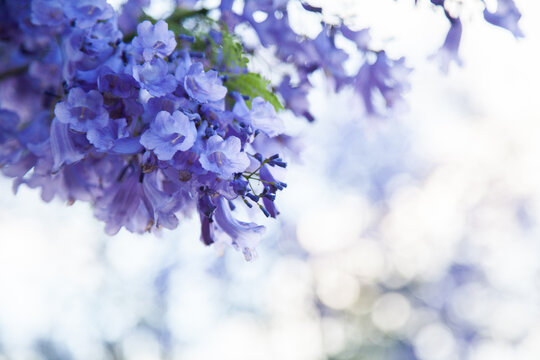 Fototapeta Purple flowers of a Jacaranda tree with copy space