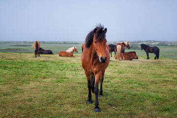 Wonderful, unique Icelandic horse, bay color, and his herd in the field in the background. Natural treasure and tourism concepts.