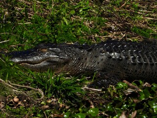 An alligator lying on the bank with eyes and teeth.