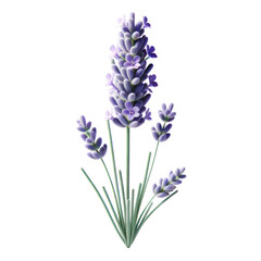  A single Lavender, themed for Mother's Day, rendered in a realistic and minimalist 3D style