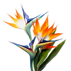 Flower - bloom.Orange. Bird of Paradise: Magnificence