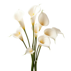 Flower - beautiful.White . Calla Lily: Beauty and elegance