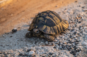 Griechische Landschilddkröte am Straßenrand im Scheinwerferlicht