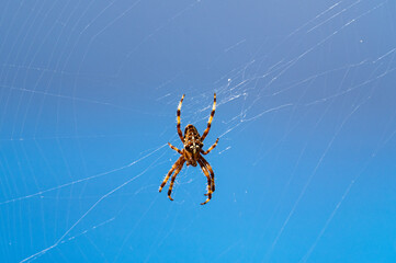 Spinne in Netz vor blauem Hintergrund