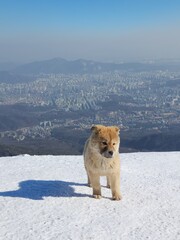 homeless puppy in the snow on the top of the mountain. animal protection.