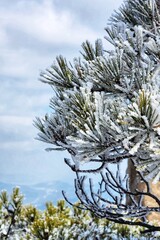 Tree branches are covered with white frost in the mountains. the pine needle was covered with frost.
