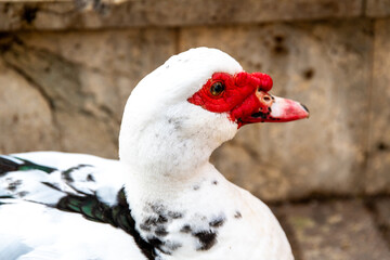 Muscovy Duck Perched in Urban Park Setting