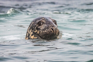 Obraz premium Close-up of Gray Seal head sticking up out of the water