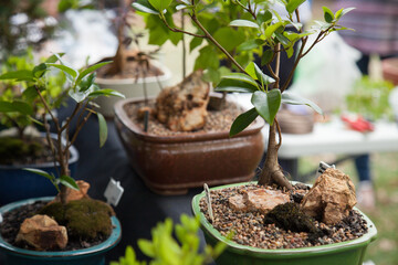 Bonsai trees for sale at a market stall
