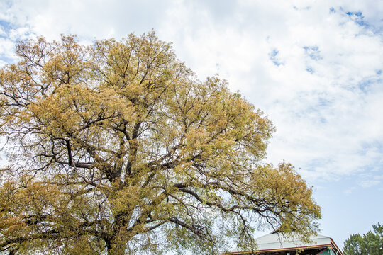 New leaves growing on spreading branches of a tree