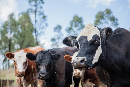 Cattle standing in a paddock looking at camera