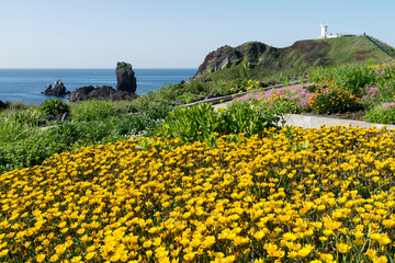 Field of aster flowers at the seaside in Jeju Island, South Korea