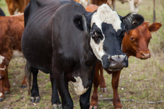 Black cow and calf in a dry paddock looking at camera