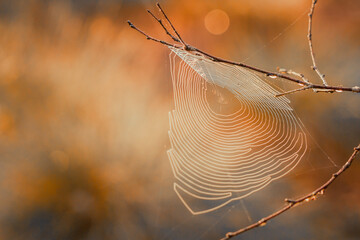 spider web with dew drops