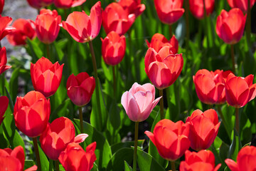 beauty of purple tulip among red tulips.