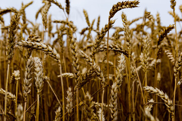 spikelets of wheat in a cereal field close up