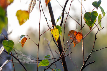 autumn leaves in the forest